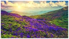 ఈ వర్షాకాలంలో చూడదగిన అందమైన పూలతో నిండిన వ్యాలీలు- మరెందుకు ఆలస్యం టికెట్ బుక్ చేసుకోండి!