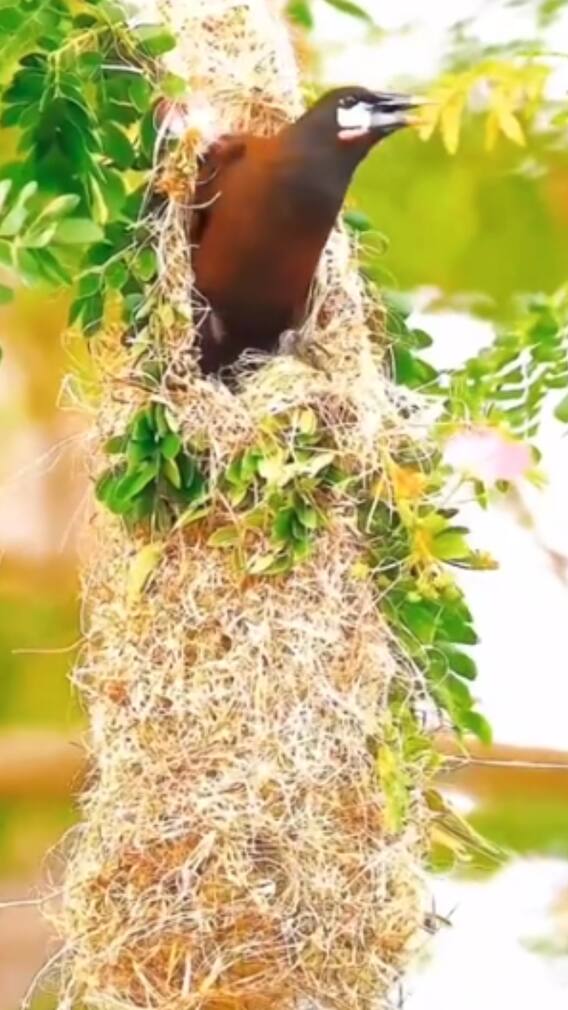 9 Genius Architects That Belong To The Animal Kingdom