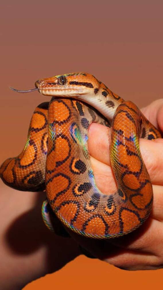 सांप के जहर से क्या-क्या बनता है?