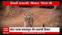 Tadoba Chota Matka : प्रेयसी वाघाची शिकार तिघांची ; ताडोबाच छोटा मटकाची दहशत Special Report