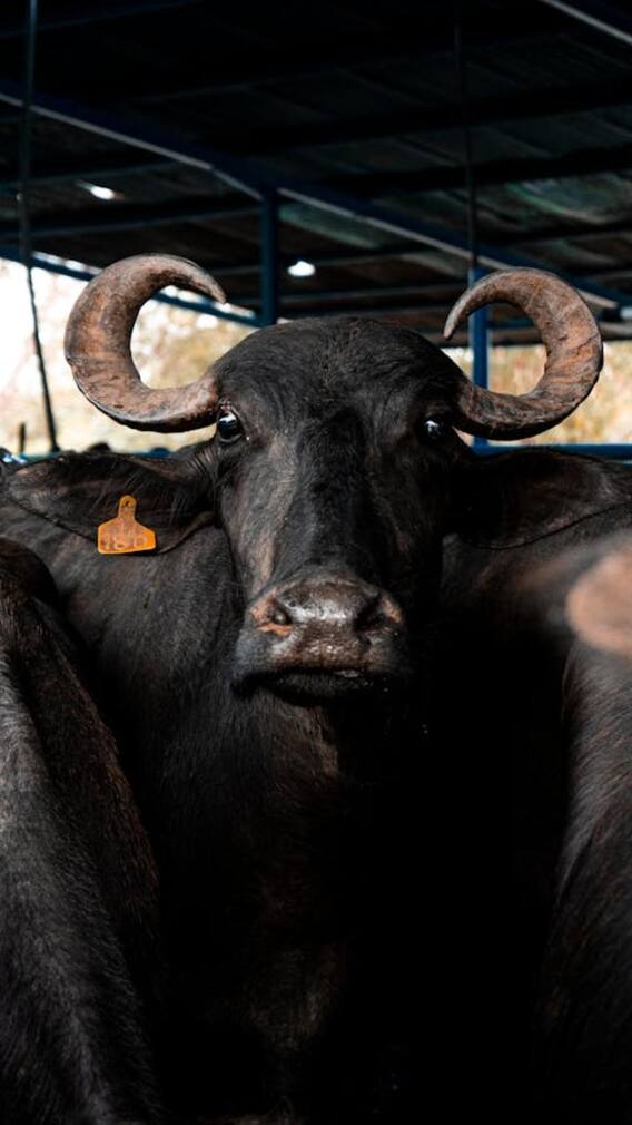 मुर्रा भैंस के दूध में कितना होता है फैट?