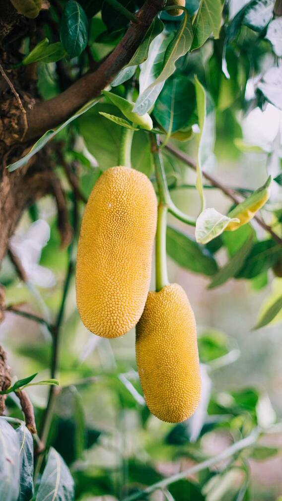 फणसाचे '7' आरोग्यदायी फायदे!