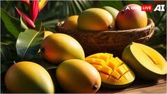 सिर्फ अल्फांसो को ही मानते हैं आम तो देख लें यह लिस्ट, जानें गुजरात के कौन-कौन से आम मचाते हैं धूम?