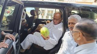 दत्ता घाडगेंनी शरद पवारांना भेट दिला 3 किलोचा आंबा, पाहा फोटो