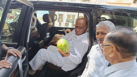 दत्ता घाडगेंनी शरद पवारांना भेट दिला 3 किलोचा आंबा, पाहा फोटो