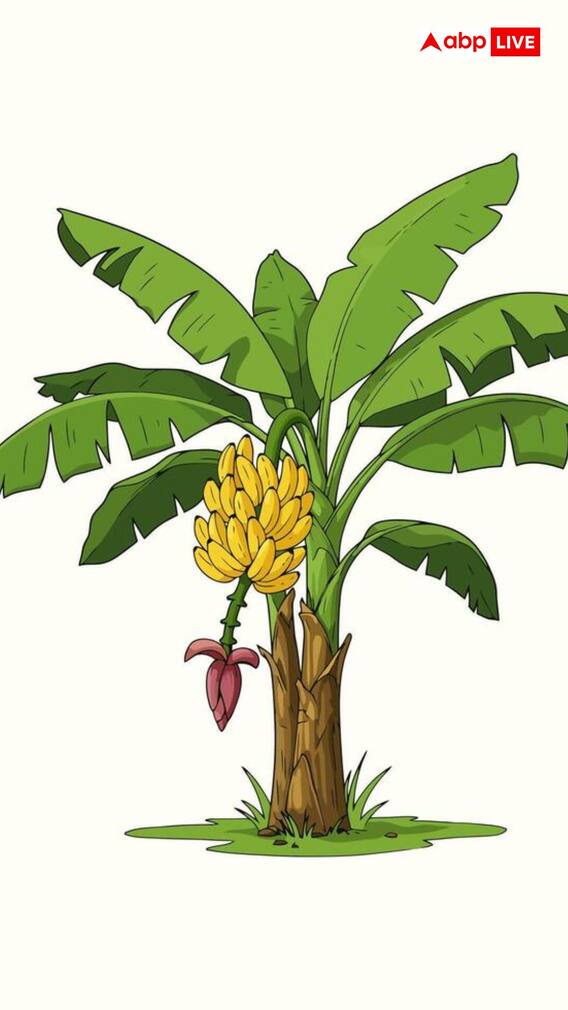 क्या घर में केले का पौधा लगा सकते हैं?