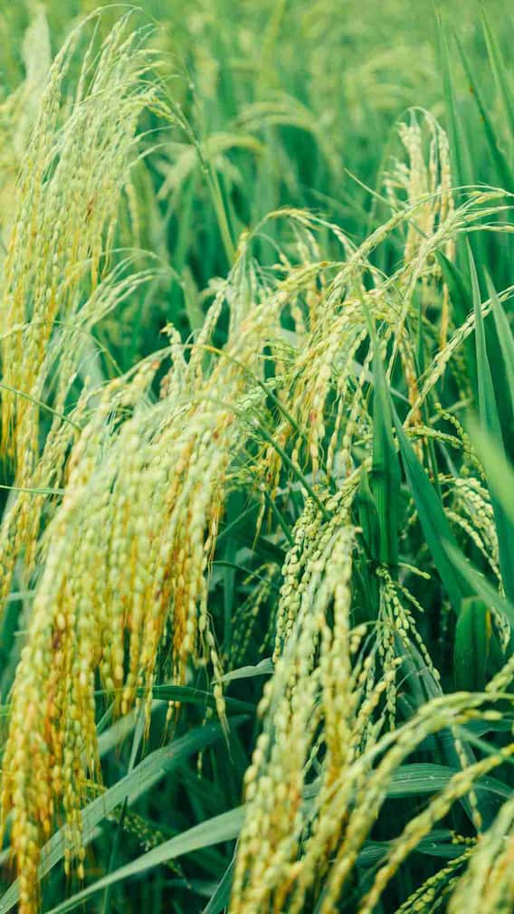 भारत के किस राज्य में पैदा होता है सबसे ज्यादा धान