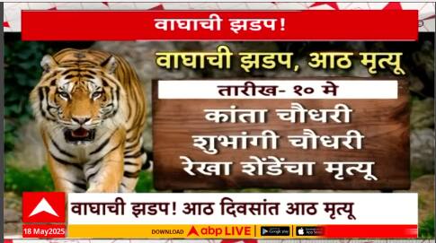 Chandrpur Tiger special Report : वाघाची झडप, आठ मृत्यू! चंद्रपुरात हल्ल्याचं सत्र सुरुच