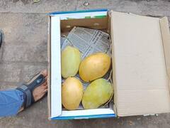 दत्ता घाडगेंनी शरद पवारांना भेट दिला 3 किलोचा आंबा, पाहा फोटो