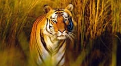 वाघाच्या हल्ल्याचे सत्र सुरूच! चंद्रपूरात 2 वेगवेगळ्या घटनांमध्ये आणखी दोघांचा बळी; 8 दिवसातली आठवी घटना