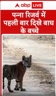 Breaking News: Tiger Cubs Spotted for the First Time in Panna Reserve | ABP NEWS