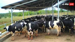 Dairy Business: ডেয়ারি ব্যবসা শুরু করলে হবে বিপুল মুনাফা, এই রাজ্য দেবে ৫ কোটির ভর্তুকি- জানুন জরুরি বিষয়