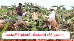 अवकाळी पावसानं झोडपलं, सोलापुरात केळीच्या बागा आडव्या झाल्या, भाजीपाला, फळबाग शेतकऱ्यांचं मोठं नुकसान, पंचनामा सुरु