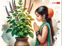 Tulsi Puja: ज्येष्ठ माह में सूख रही है तुलसी तो करें ये काम, हरा-भरा रहेगा पौधा