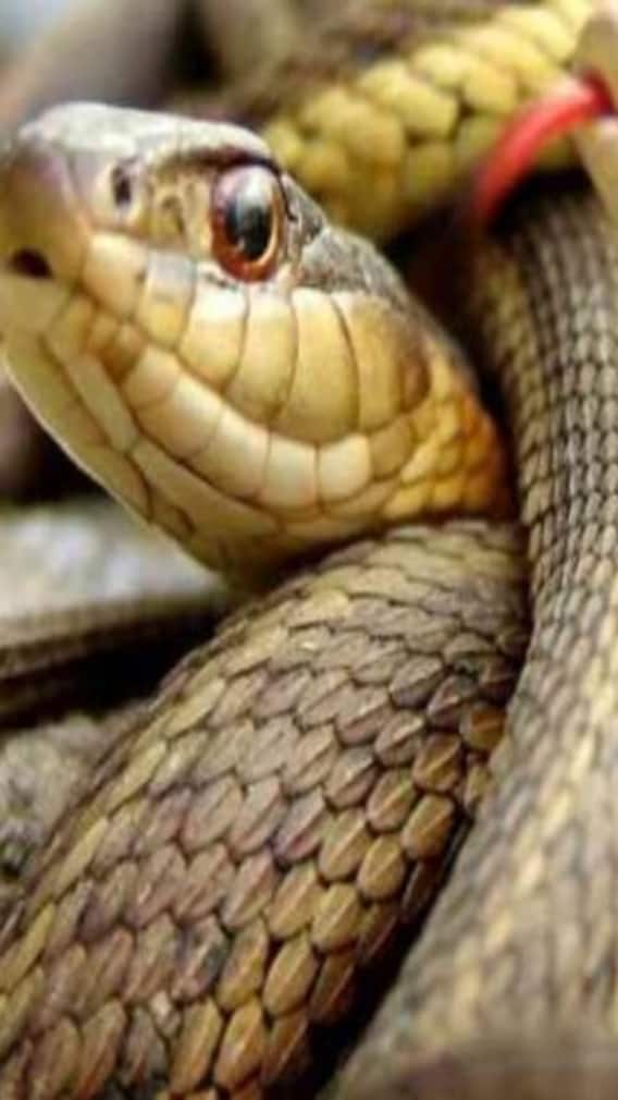 उत्तर प्रदेश का वो रहस्यमय शहर, जहां कभी रहते थे नागराज तक्षक