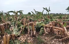 अवकाळी पावसानं झोडपलं, सोलापुरात केळीच्या बागा आडव्या झाल्या, भाजीपाला, फळबाग शेतकऱ्यांचं मोठं नुकसान, पंचनामा सुरु