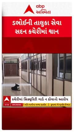 Vadodara news:  ડભોઈની તાલુકા સેવા સદન કચેરીમાં શ્વાનનો જમાવડો