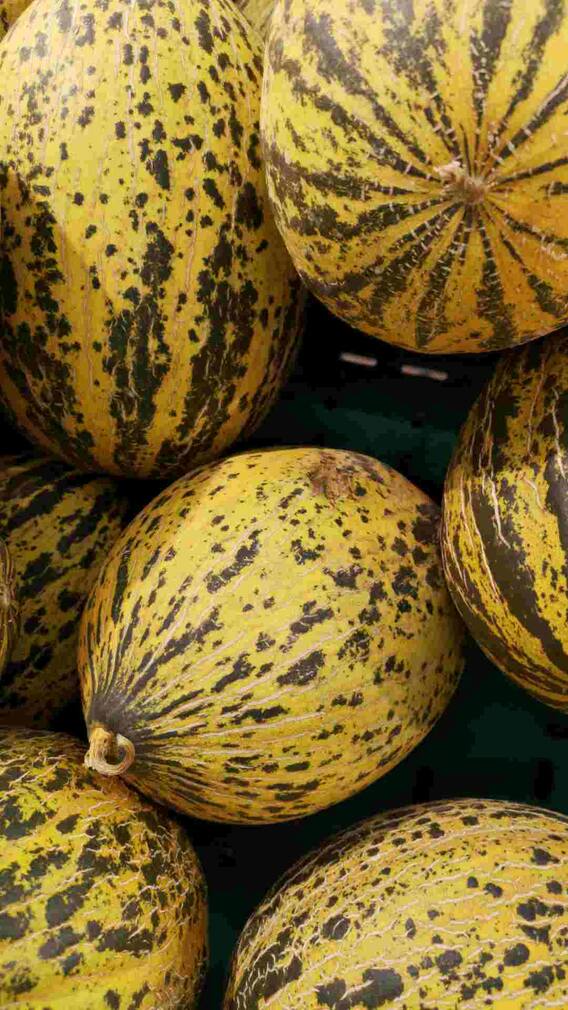 खरबूजा मीठा है या नहीं? ऐसे करें पहचान