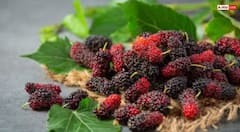 ਕਈ ਬਿਮਾਰੀਆਂ ਦਾ ਰਾਮਬਾਣ ਸ਼ਹਿਤੂਤ, ਖਾਂਦਿਆਂ ਹੀ ਆਹ 6 ਬਿਮਾਰੀਆਂ ਤੋਂ ਮਿਲ ਜਾਵੇਗਾ ਛੁਟਕਾਰਾ