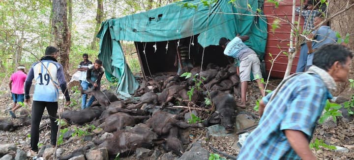 या अपघातात ट्रकमधील 35 रेड्यांपैकी 26 रेडे जागीच ठार झाले, तर उर्वरित जनावरे जखमी झाली आहेत.