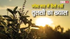 Jyeshtha Month Tulsi Puja: ज्येष्ठ माह में सूख रही है तुलसी तो करें ये काम, हरा-भरा रहेगा पौधा मिलेगी मां लक्ष्मी की कृपा