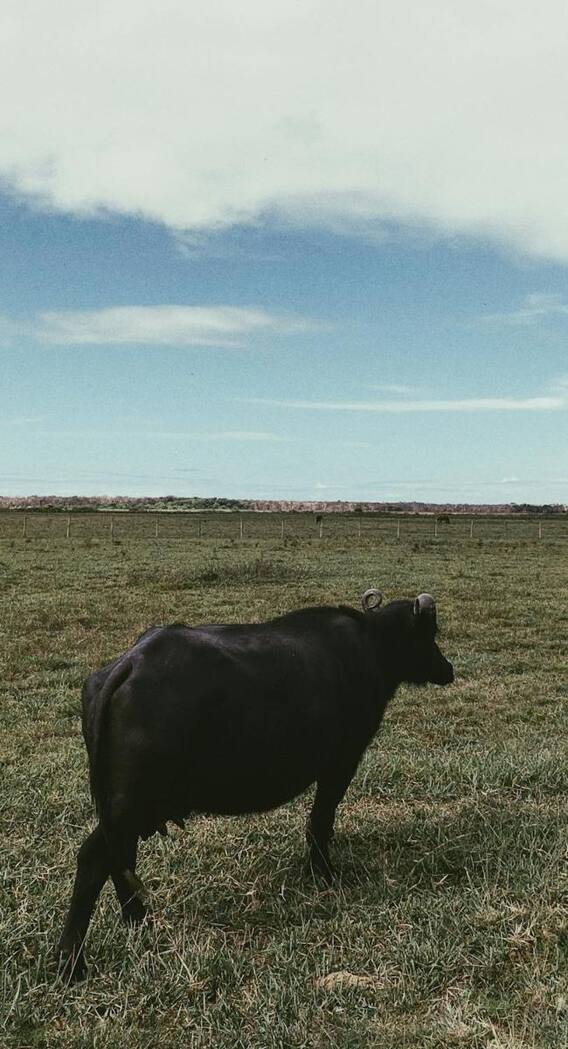 सबसे ज्यादा क्या खाती है मुर्रा भैंस