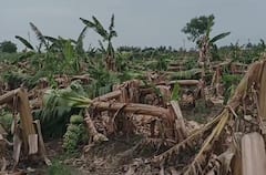 अवकाळी पावसानं झोडपलं, सोलापुरात केळीच्या बागा आडव्या झाल्या, भाजीपाला, फळबाग शेतकऱ्यांचं मोठं नुकसान, पंचनामा सुरु