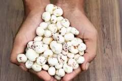 15 દિવસ રોજ દૂધ સાથે આ સફેદ વસ્તુ ખાવાનું શરુ કરો, થશે આ ગજબના ફાયદા