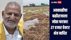 अवकाळी पावसाचा शेती पिकांना मोठा फटका, 27 हजार हेक्टर क्षेत्र बाधित, कृषीमंत्र्यांची माहिती, सर्वाधिक नुकसान अमरावती जिल्ह्यात 