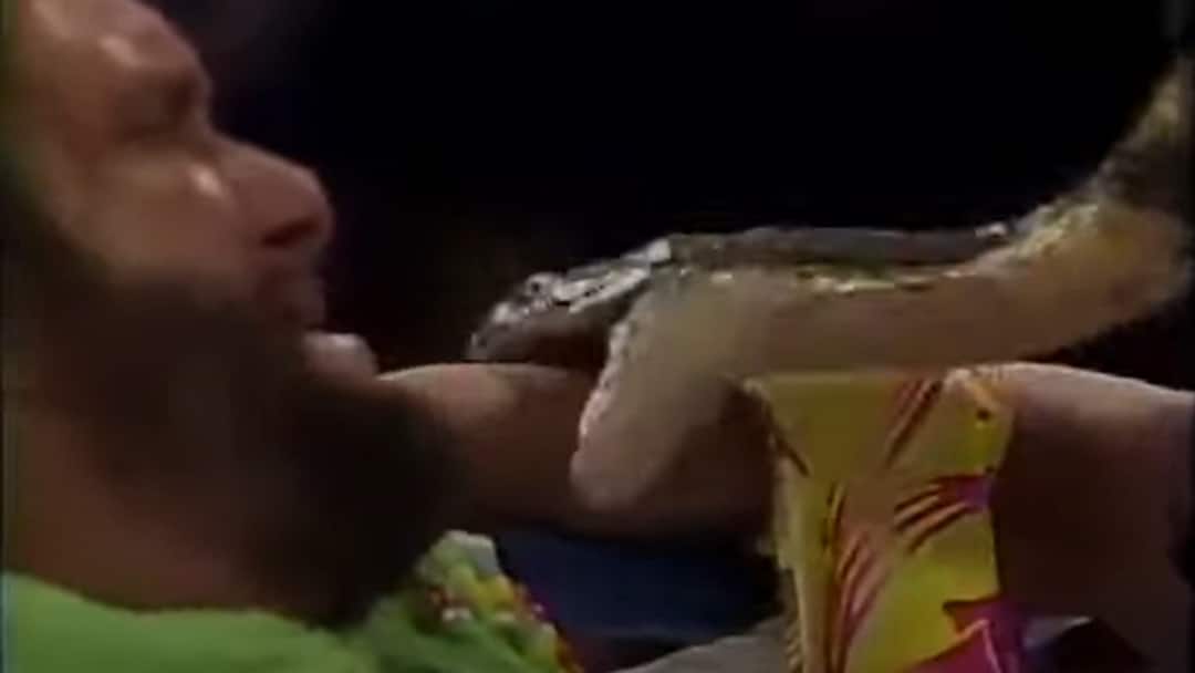 लाइव चल रहा था रेसलिंग का मैच तभी खिलाड़ी ने बैग से निकाला कोबरा सांप और दूसरे खिलाड़ी को कटवाया, वीडियो वायरल randy savage get attacked by king cobra snake in wwe by jake the snake roberts painful video goes viral लाइव चल रहा था रेसलिंग का मैच तभी खिलाड़ी ने बैग से निकाला कोबरा सांप और दूसरे खिलाड़ी को कटवाया, वीडियो वायरल