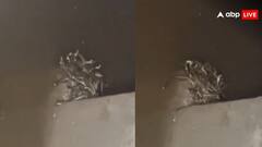 यूपी के महाराजगंज में दिखा खौफनाक नजारा, घर में एक साथ नजर आया खतरनाक सांपों का गुच्छा