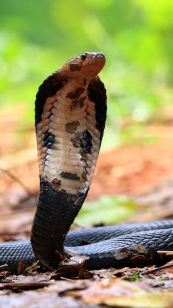 एक इंसान को कितनी बार काट सकता है सांप?