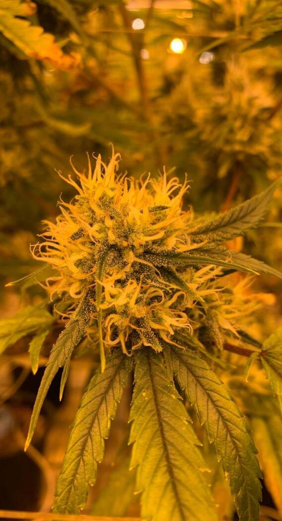 कैसे कर सकते हैं भांग की खेती?