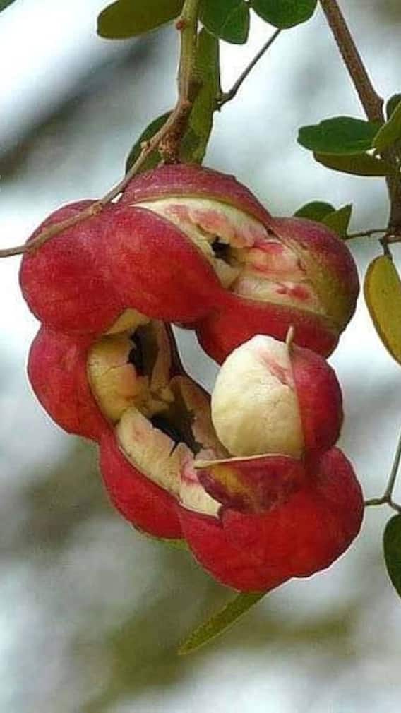 पेड़ पर उगती है ये जलेबी, शरीर के लिए है बहुत फायदेमंद