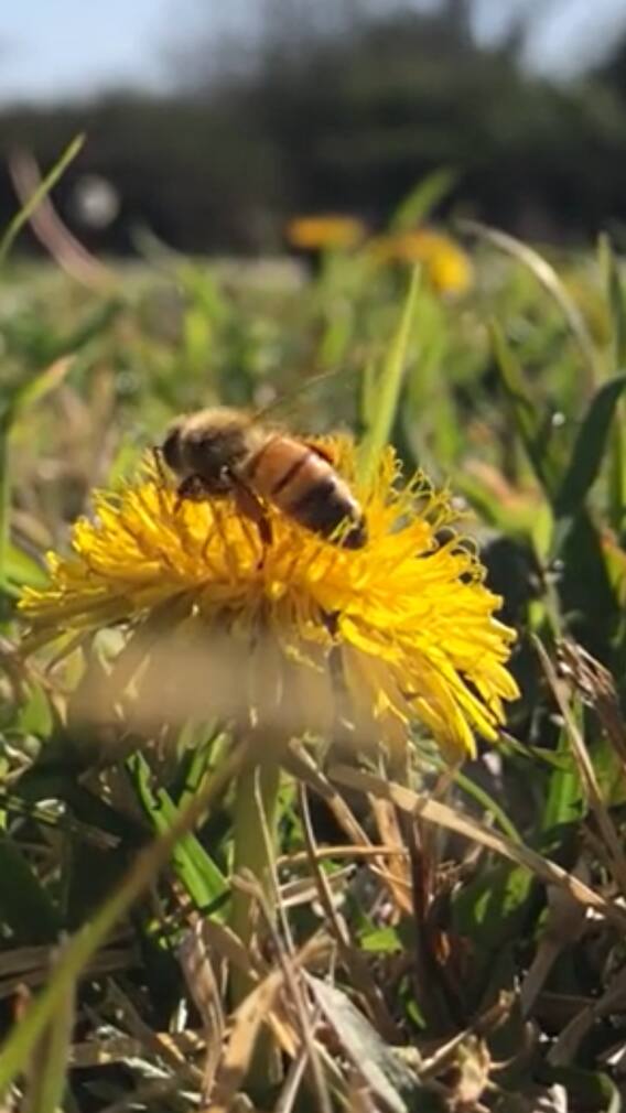 World Bee Day 2025 — 10 Fascinating Facts You Didn’t Know About Bees