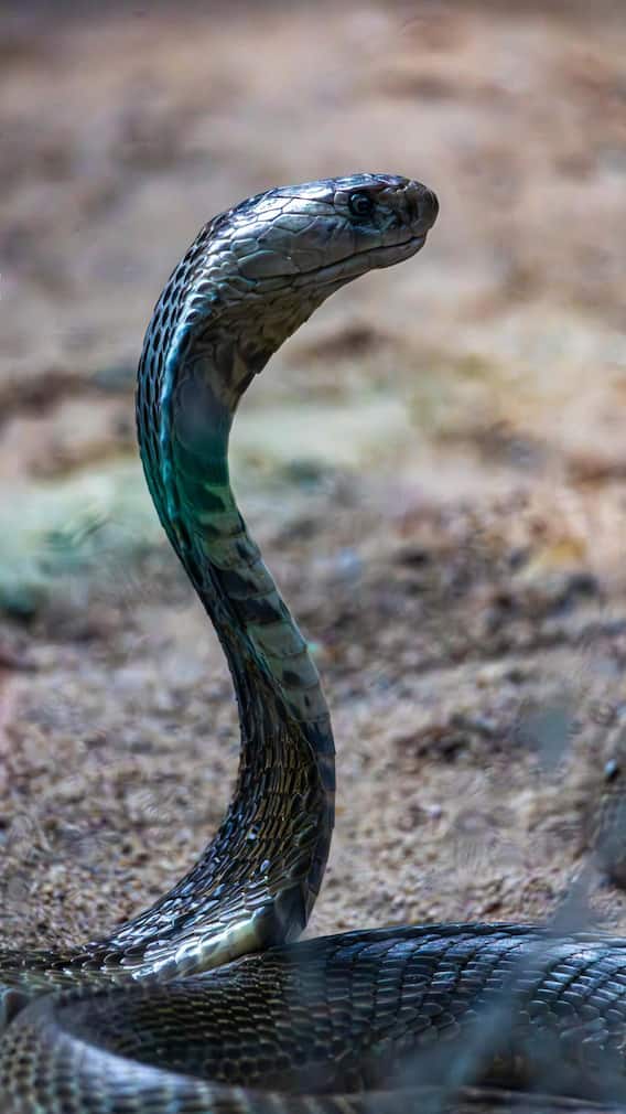 किसने किसको गिफ्ट में दिया किंग कोबरा? MP तो गजब है