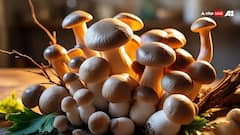 Mushroom for Health: खून बढ़ाने में कितनी कारगर है मशरूम की सब्जी, क्या-क्य मिलते हैं फायदे?
