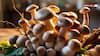 Mushroom for Health: खून बढ़ाने में कितनी कारगर है मशरूम की सब्जी, क्या-क्य मिलते हैं फायदे?