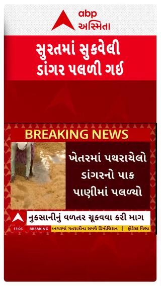Surat Dangar Crop Effect : સુરતમાં ખાબકેલા વરસાદથી ડાંગરનો પાક પલળી ગયો