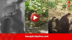 Monkeys Kidnapping Other Species Babies: বাচ্চা চুরি করে ধাঁ! অরণ্যেও বাড়ছে ‘অপরাধ’, বানরের কীর্তি ধরা পড়ল ক্যামেরায়, কারণ জেনে তাজ্জব বিজ্ঞানীরাও