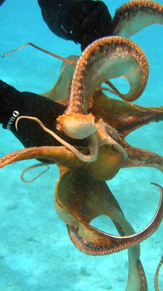 इस जीव के अंदर होते हैं 3 दिल, तैरने पर रुक जाती हैं धड़कनें