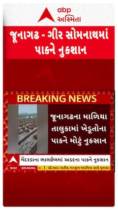 Unseasonal Rains: જૂનાગઢ અને ગીર સોમનાથમાં વરસાદથી પાકને મોટું નુકસાન