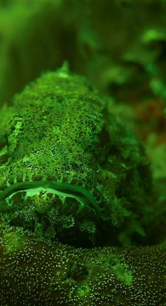 ये है एशिया की सबसे खतरनाक मछली