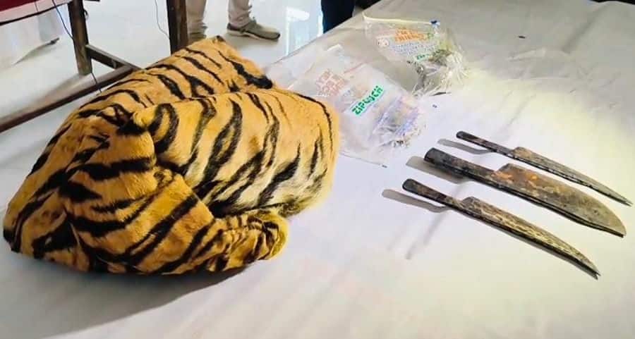 Asifabad Tiger Murder: కుమ్రం భీం ఆసిఫాబాద్ జిల్లాలో పెద్దపులిని హతమార్చిన కేసులో నలుగురు అరెస్ట్