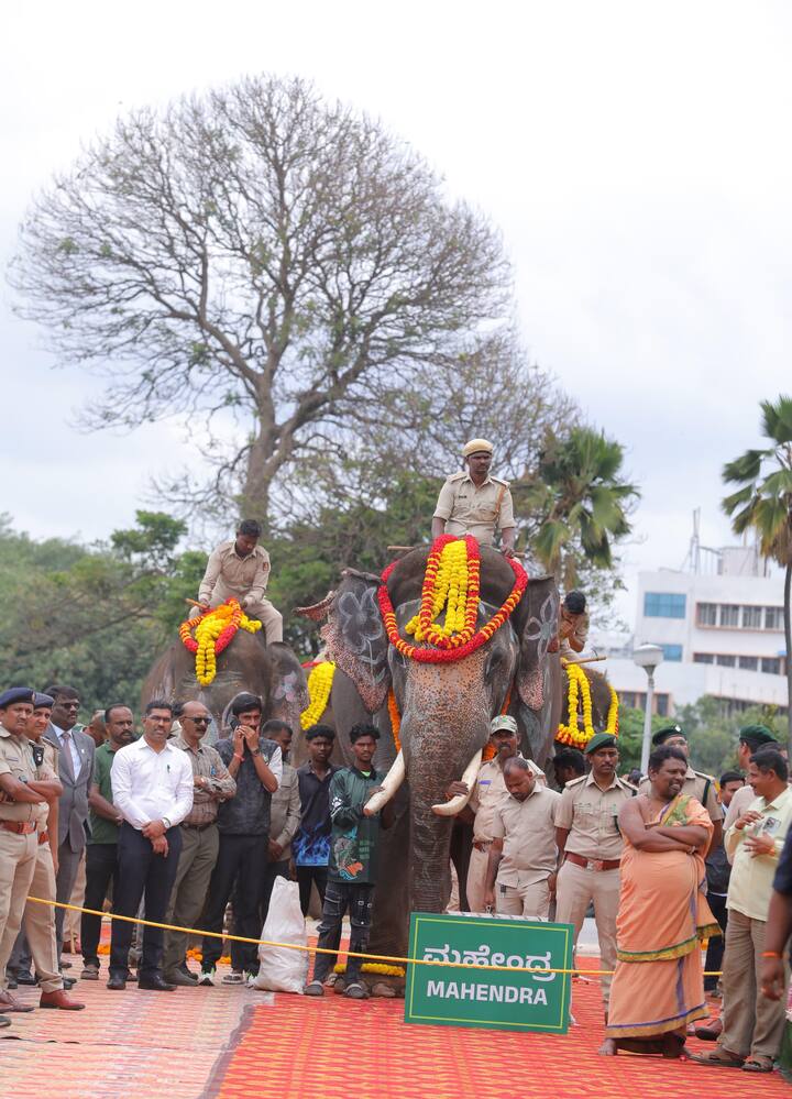 ఈ కుంకీ ఏనుగులు మావటి వాడు చెప్పే ఆదేశాలు విని పని చేస్తాయి.