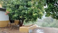 Rain: સતત બીજા દિવસે અમરેલીમાં ધોધમાર વરસાદ, શહેર-ગ્રામ્ય વિસ્તારો થયા પાણી-પાણી