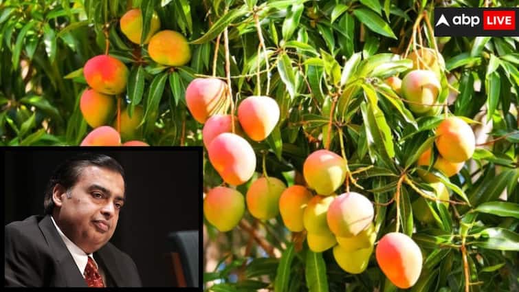 Mukesh Ambani Reliance Industries Limited is also the world largest mango exporting company journey started in 1997 क्या आपको भी है अंबानी और आम के इस कनेक्शन की खबर? जानें क्या है पूरा मामला