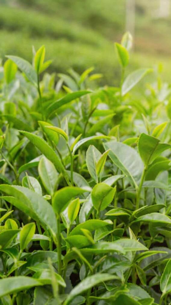 चाय के पौधे का क्या नाम है?