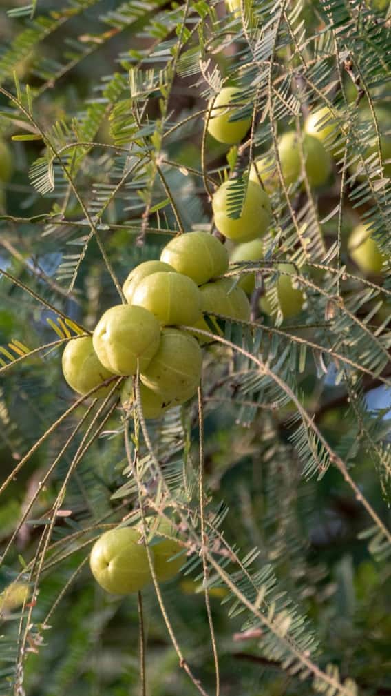 আমলকির সঙ্গে কোন পাতার রস মিশিয়ে খেলে উপকার পাবেন অনেক