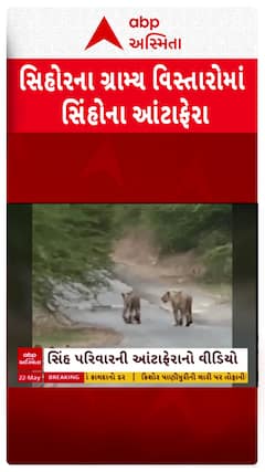 Bhavnagar Lion Family : સિહોર પંથકમાં સિંહ પરિવારના આંટાફેરા, વીડિયો થયો વાયરલ